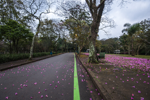 Rota de 1,5 km é a verde (Nike/Divulgação)