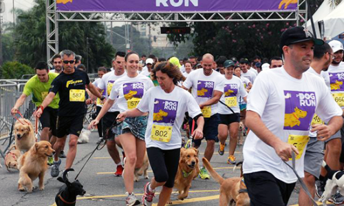 SP Dog Run (SportsFuse)