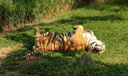 Tigre siberiano do Zoológico de São Paulo (Carlos Nader /A2img)